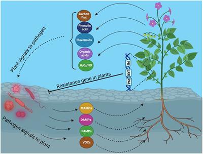 Rice false smut pathogen: implications for mycotoxin contamination, current status, and future perspectives